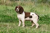 SPRINGER SPANIEL 047